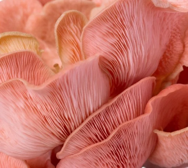 Pink Oyster countertop kit growing guide