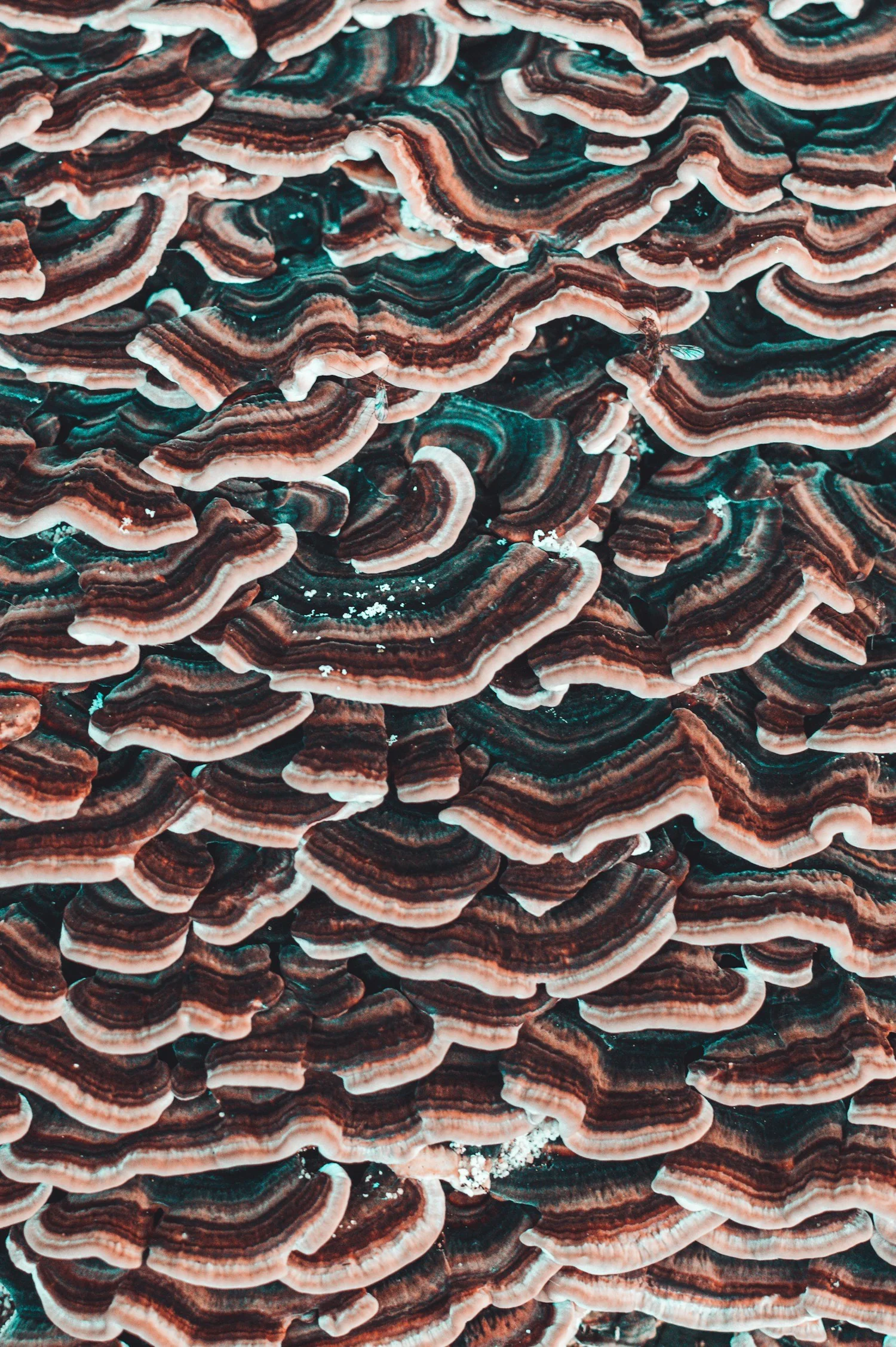 Close-up of a cluster of colorful, layered mushrooms with wavy, ridged surfaces in shades of brown, beige, and blue.