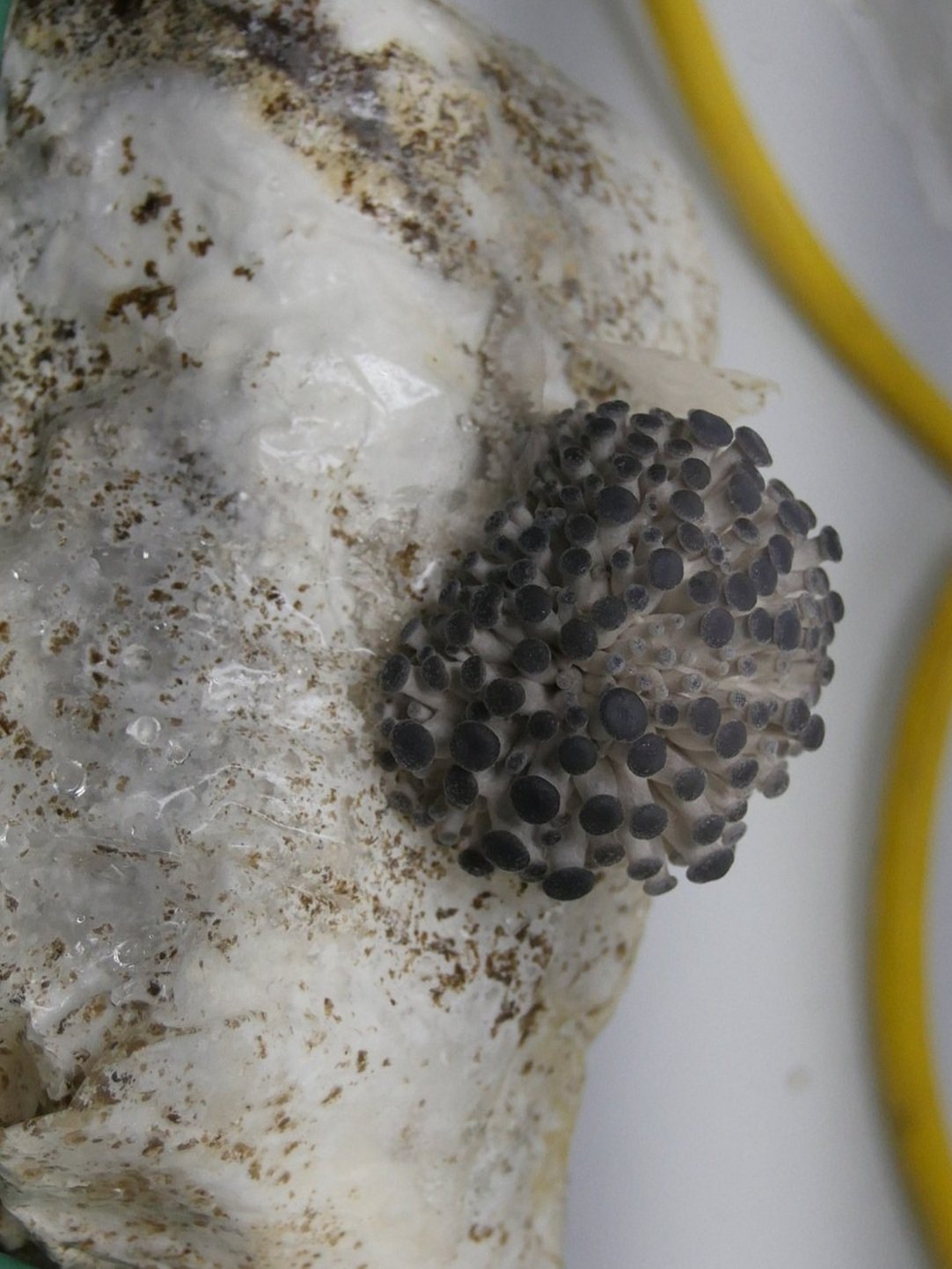 Close-up of a cluster of black mold spores on a white surface
