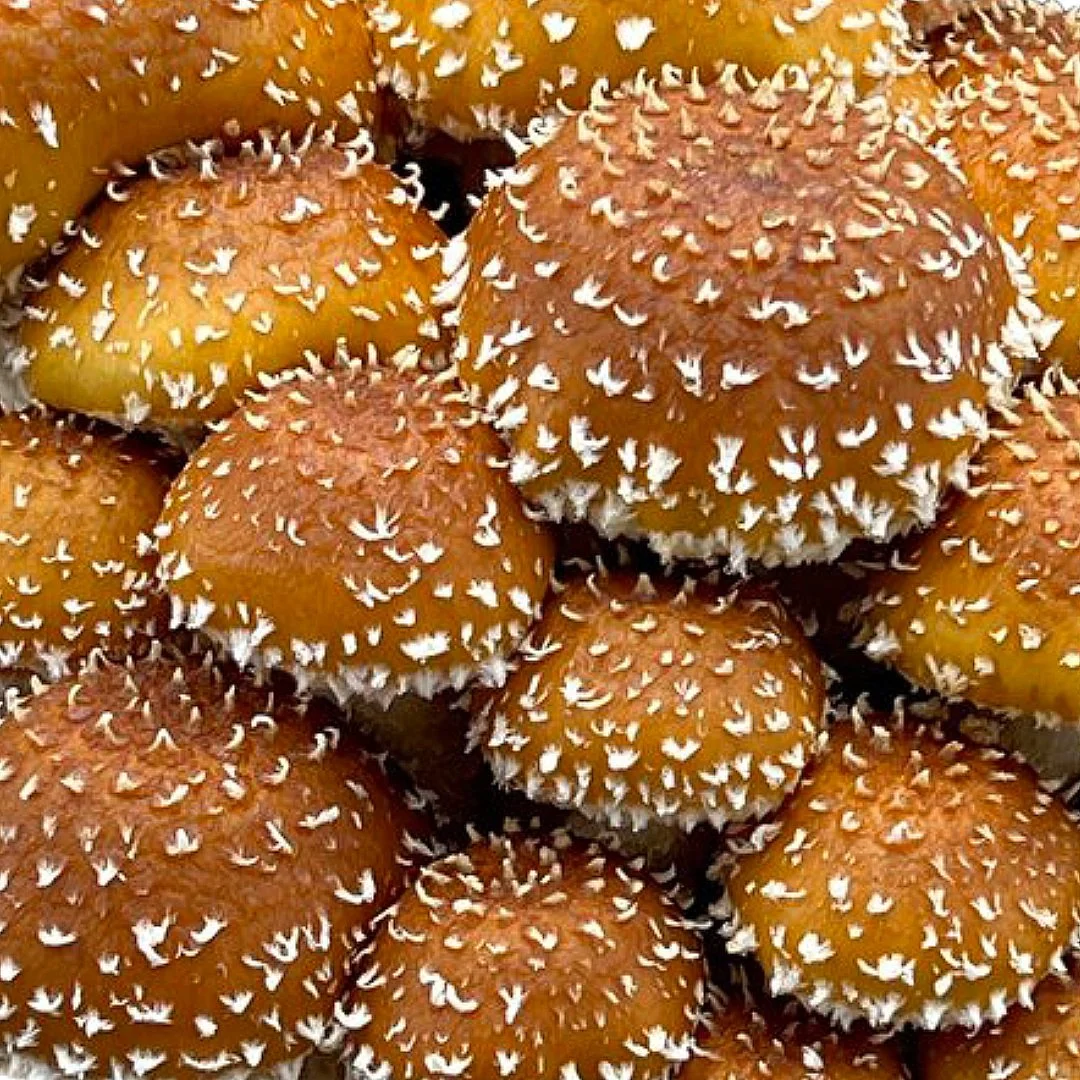 Close-up of several brown mushrooms with white scales on caps.