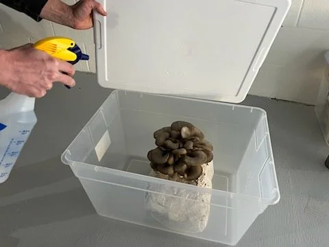 Person opening a white plastic container with a cluster of brown mushrooms inside.