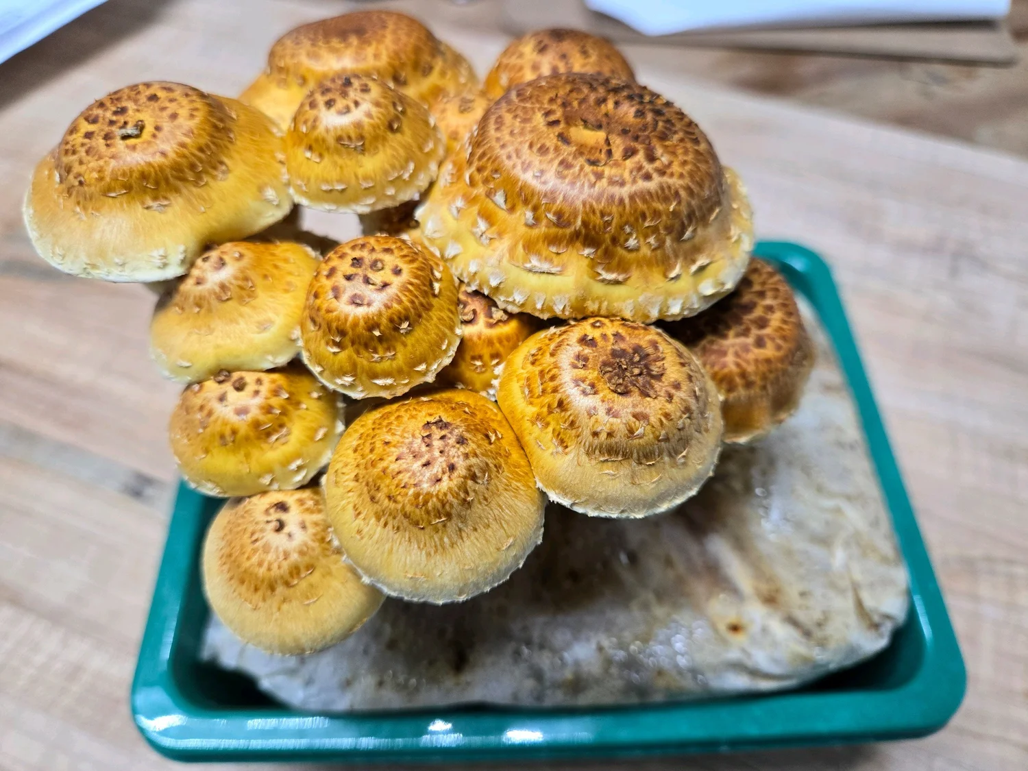 Cluster of yellow-brown mushrooms growing on a piece of wood in a green container.