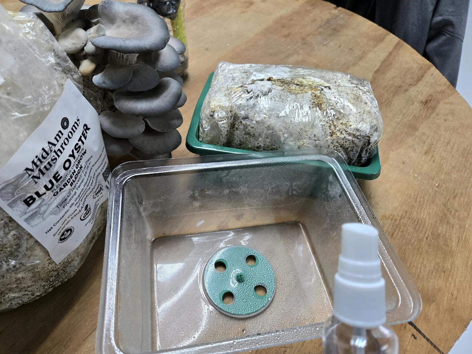 Fresh oyster mushrooms on a table next to a bag of mushroom substrate, a plastic container with a green lid, and a spray bottle.