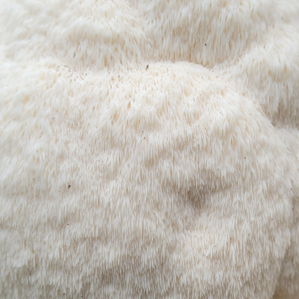 Lion's Mane countertop kit growing guide