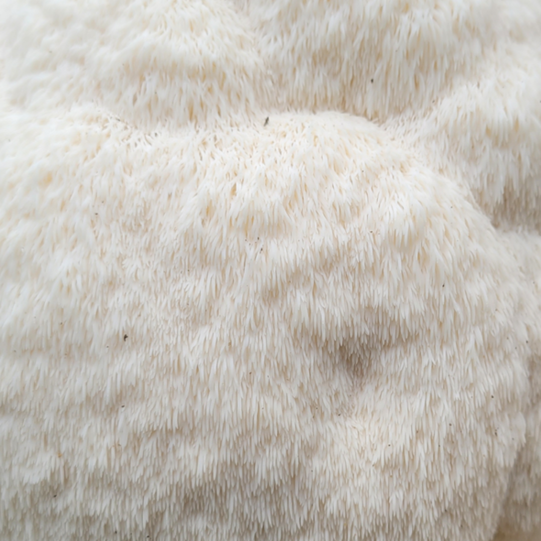 MidAm Mushrooms Lion's Mane growing guide.