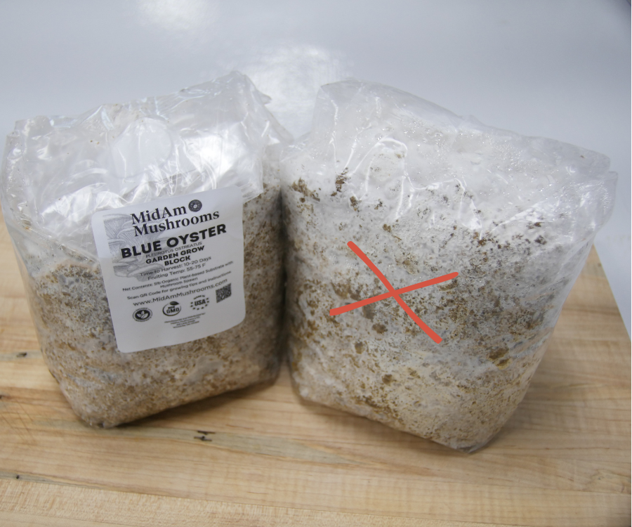 Two clear plastic bags of mushroom spawn on a wooden surface, one labeled 'Mid Am Mushrooms Blue Oyster'.