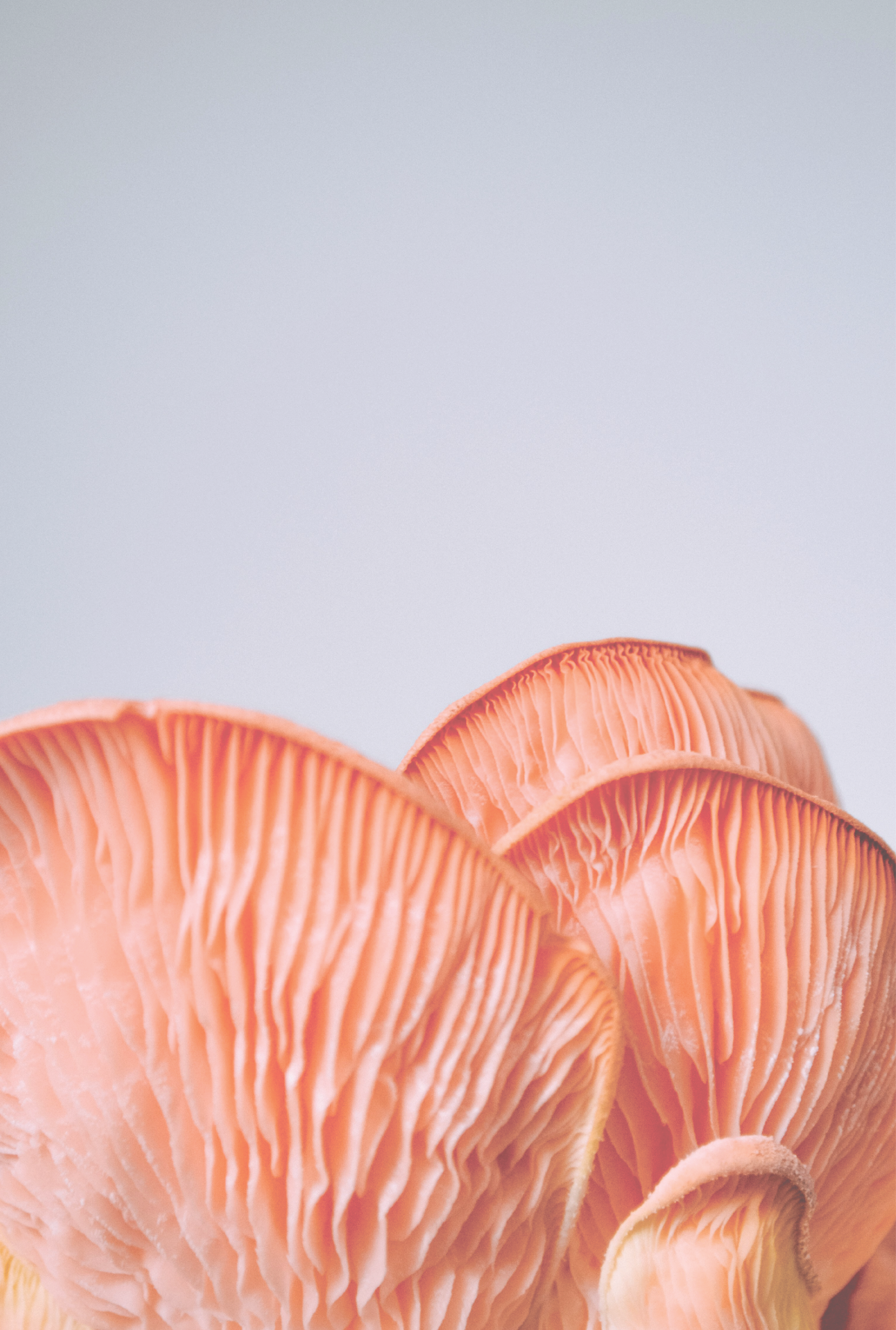 Midam MidAm Mushrooms | Cultivate Your Passion Today