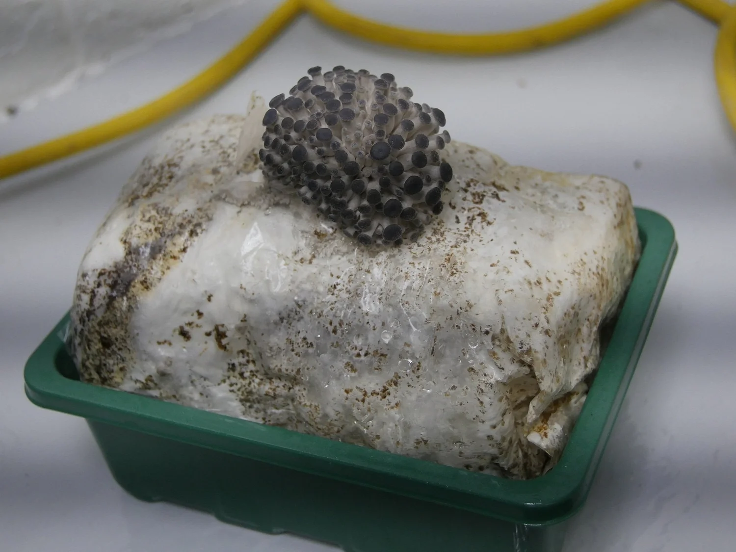 A large chunk of potentially biological material covered in white mold with black spores on top, placed in a green plastic container.