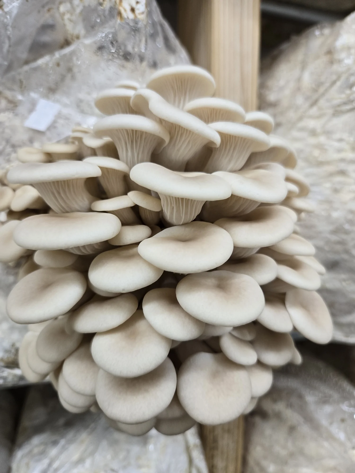 Cluster of white oyster mushrooms growing on wood or substrate.
