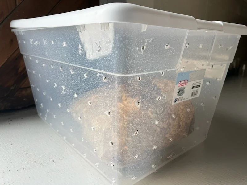 A clear plastic storage container with a white lid, bit foggy with water droplets, sitting on a white surface with a wooden background, containing a cat with orange and white fur.