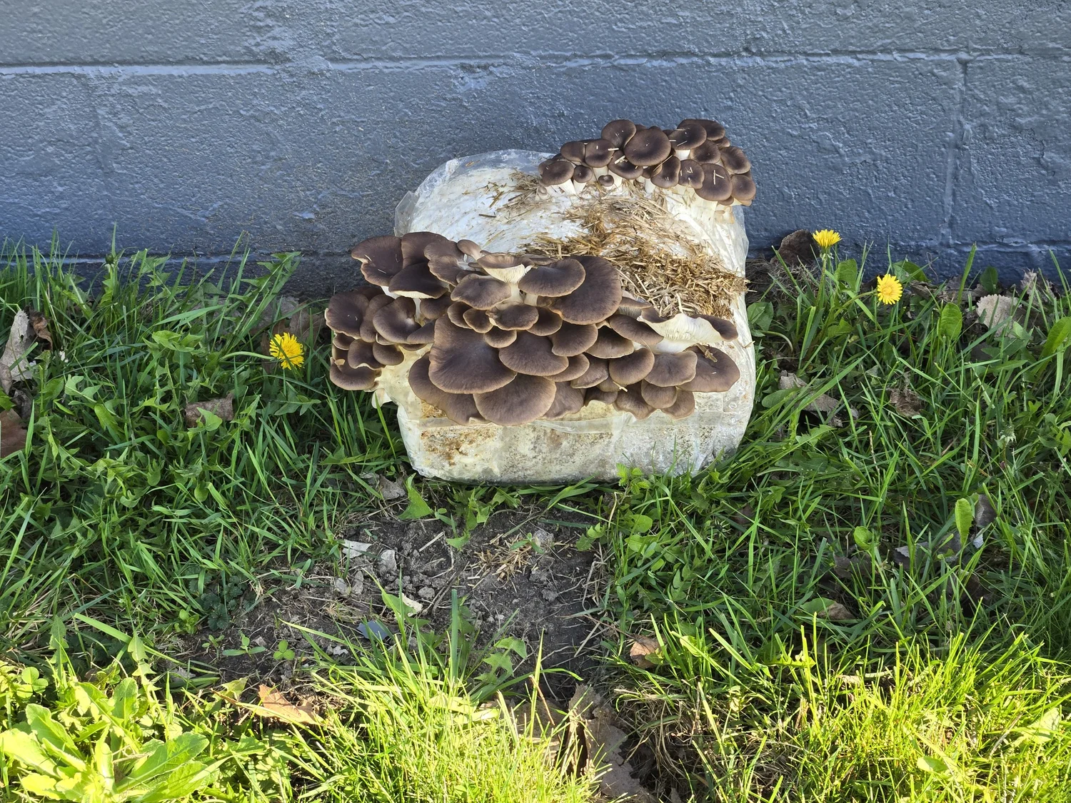Mushrooms growing on a piece of wood or concrete block in a grassy area with yellow dandelions and a gray brick wall in the background.