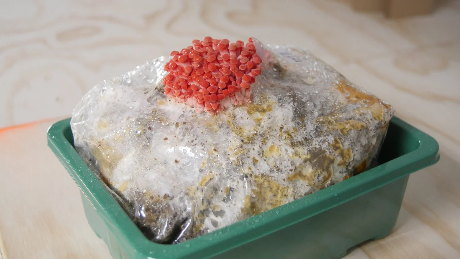 pink oyster mushroom pins