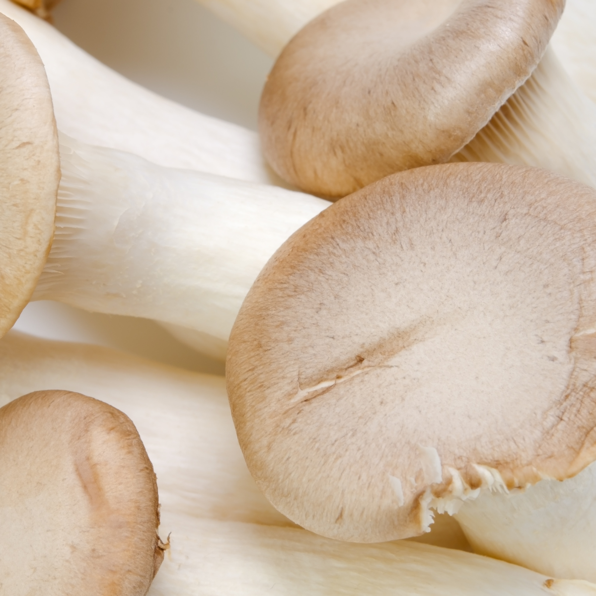 Midam Mushroom King Trumpet Grow Guide
