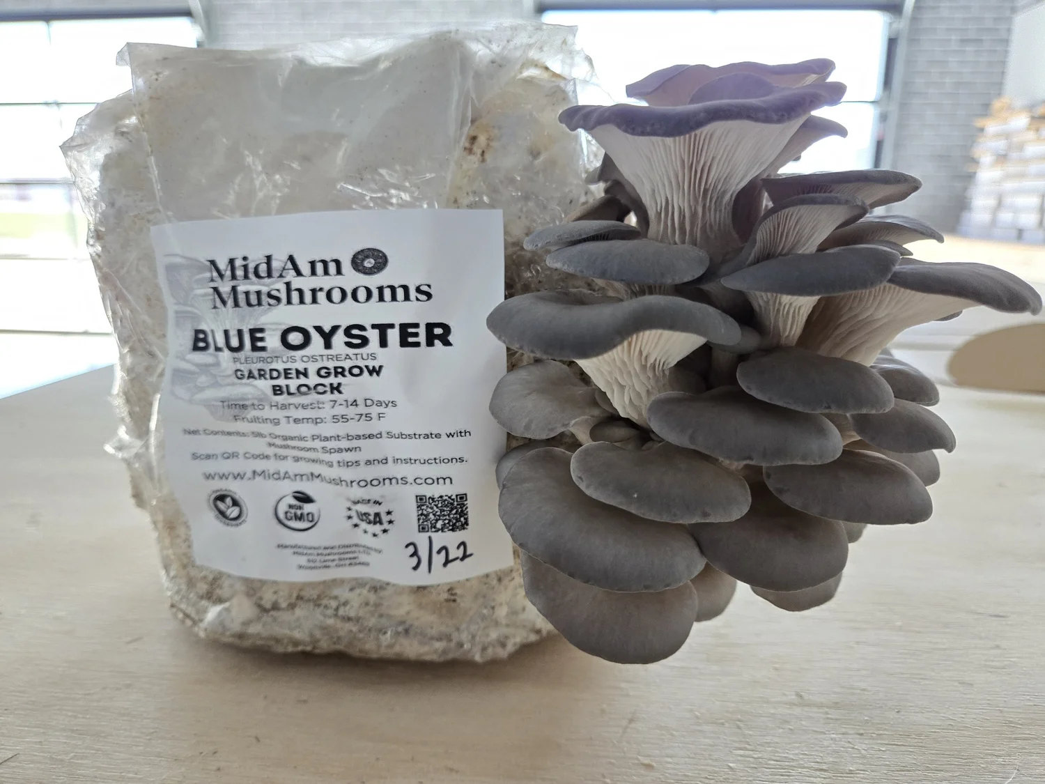 A bundle of grayish-blue mushrooms called Blue Oyster Mushrooms next to a plastic bag with a label indicating they are for mushroom cultivation, on a light-colored surface with a blurred background.