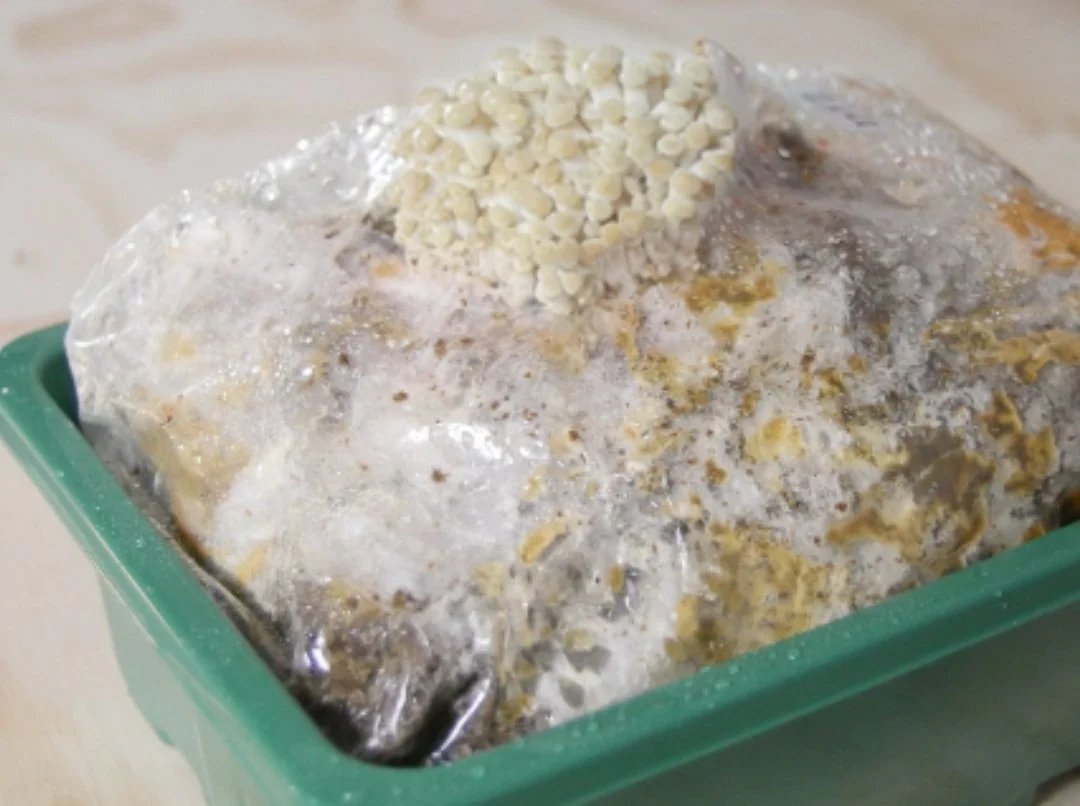 Green plastic container with a layer of plastic wrap covering food, topped with white bean sprouts.