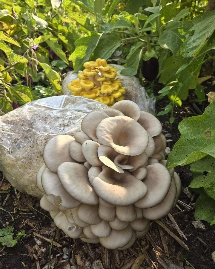 Cluster of grayish-brown mushrooms growing on the ground in a garden with green leaves and yellow mushrooms in the background.