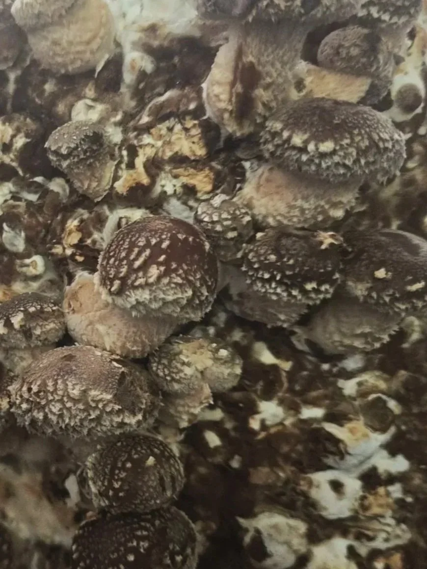 Shiitake countertop kit growing guide