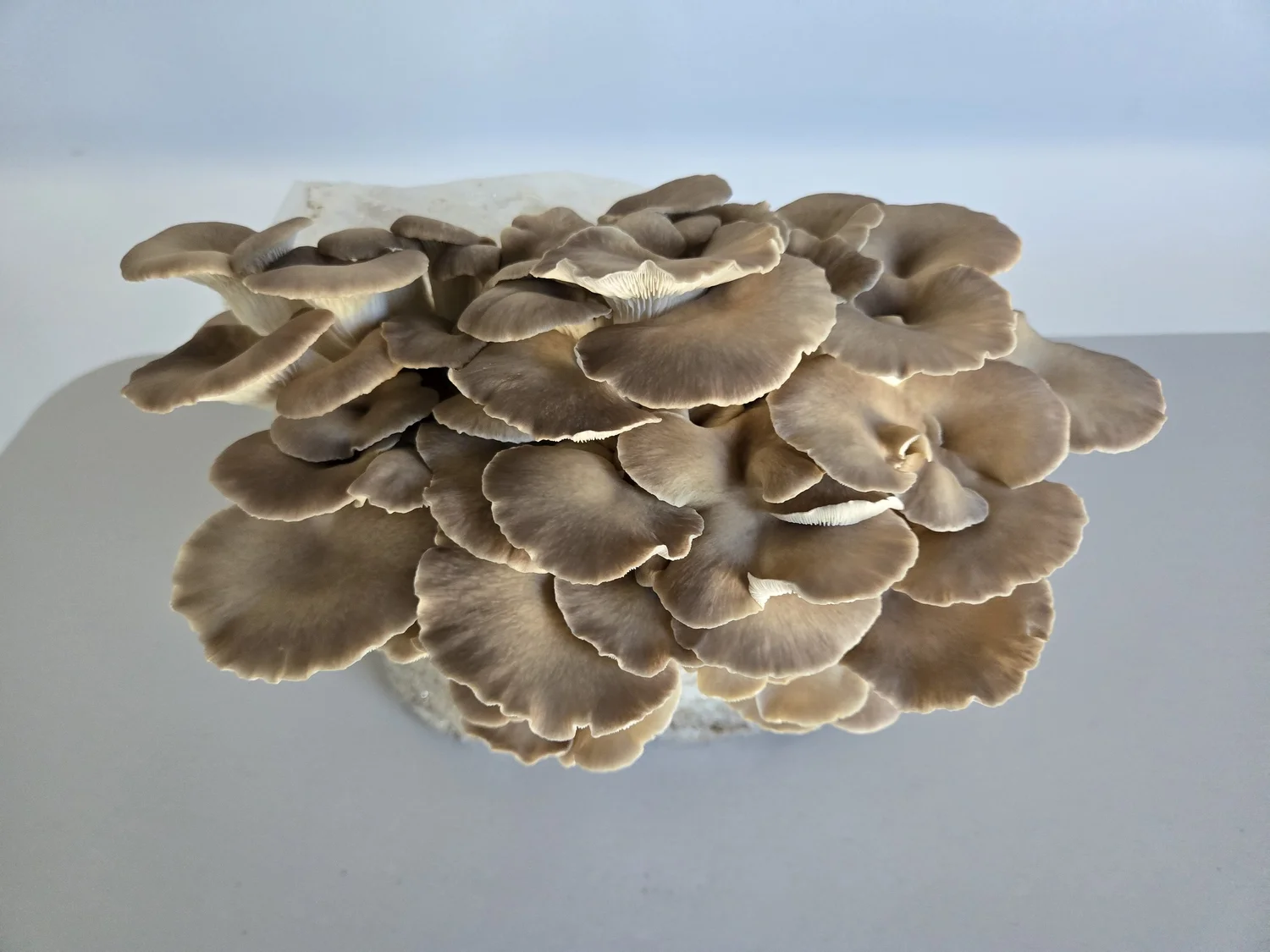 A cluster of tan-colored oyster mushrooms growing on a white surface.