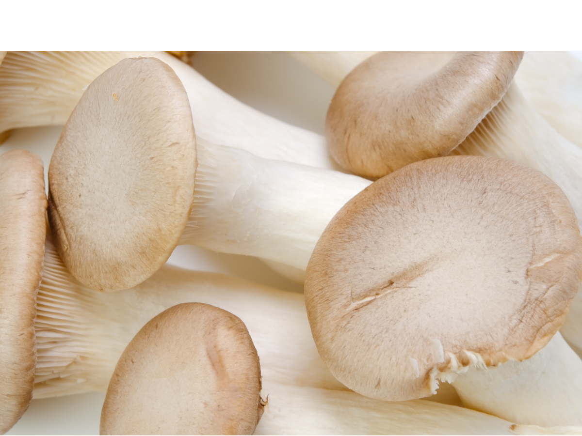 King Trumpet Mushrooms