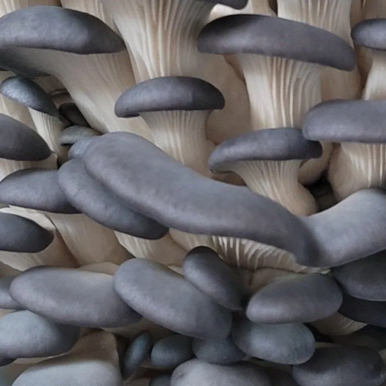 Close-up of a cluster of black and beige mushrooms with smooth, rounded caps and gills underneath.