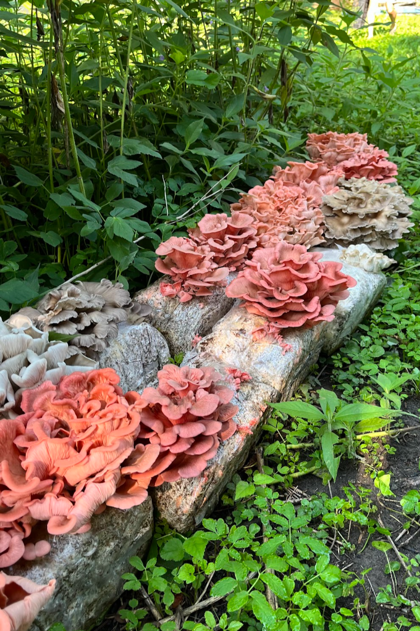 Various brightly colored mushrooms growing on a fallen log in a lush green garden.