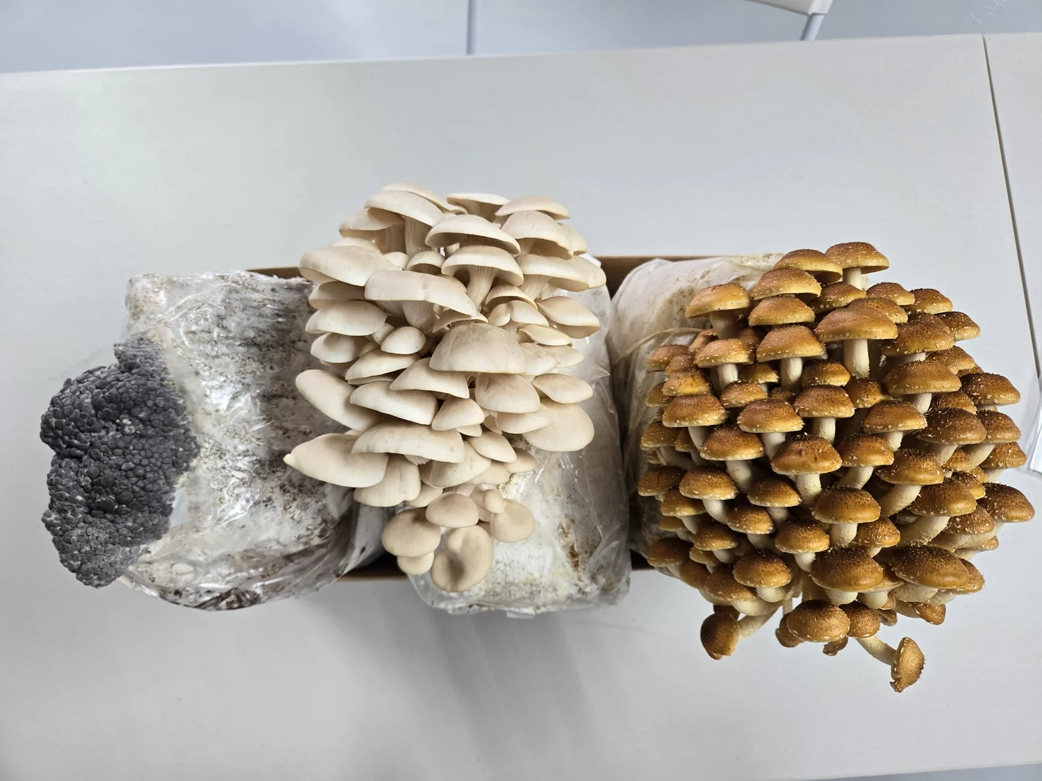 Two different types of mushrooms growing on logs.