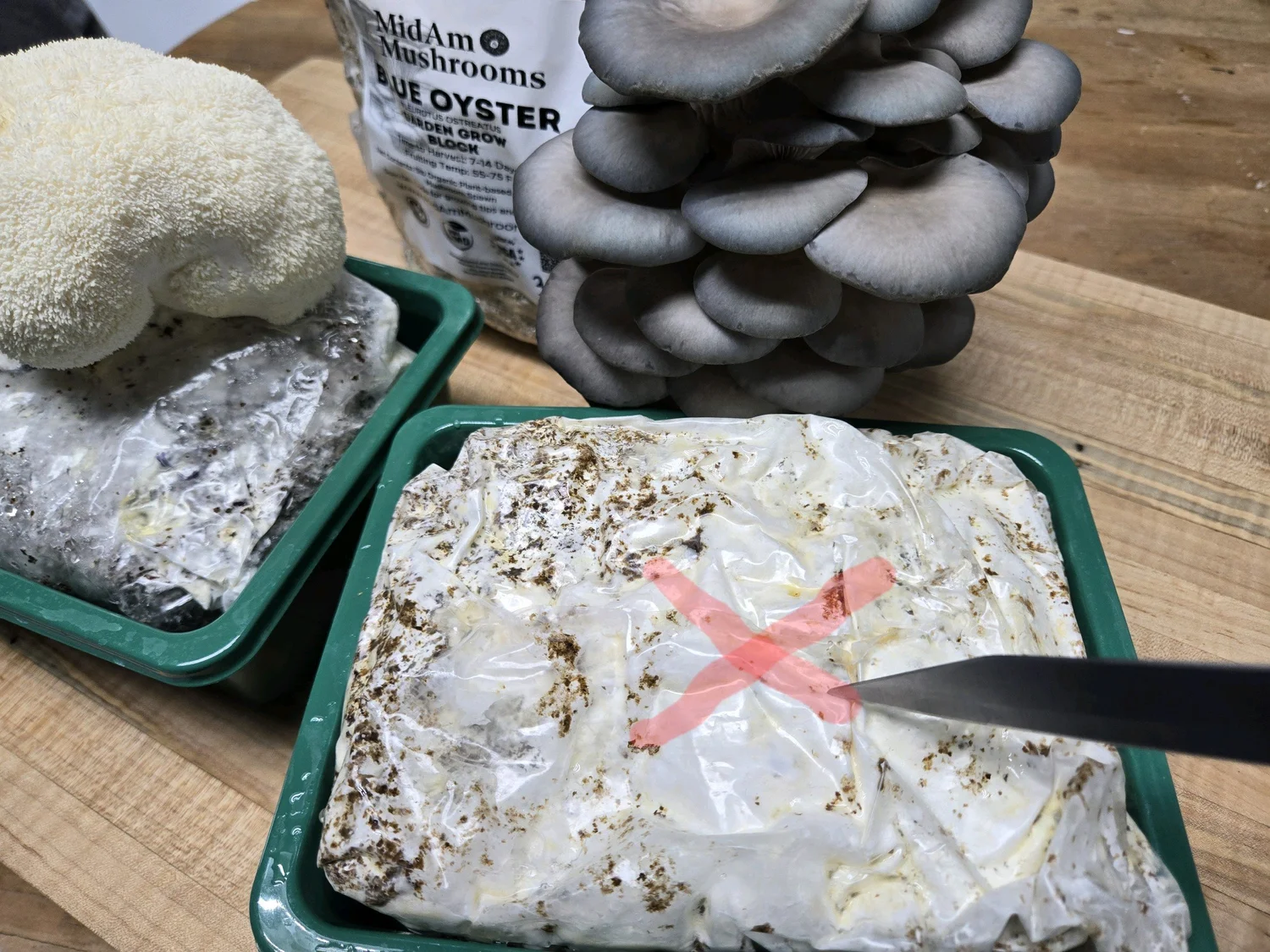 Mushrooms, including a cluster of oyster mushrooms and a bundle of grey mushrooms, on a wooden surface. There are also containers with plastic lids containing mushroom growing materials and a package of mushroom spawn.