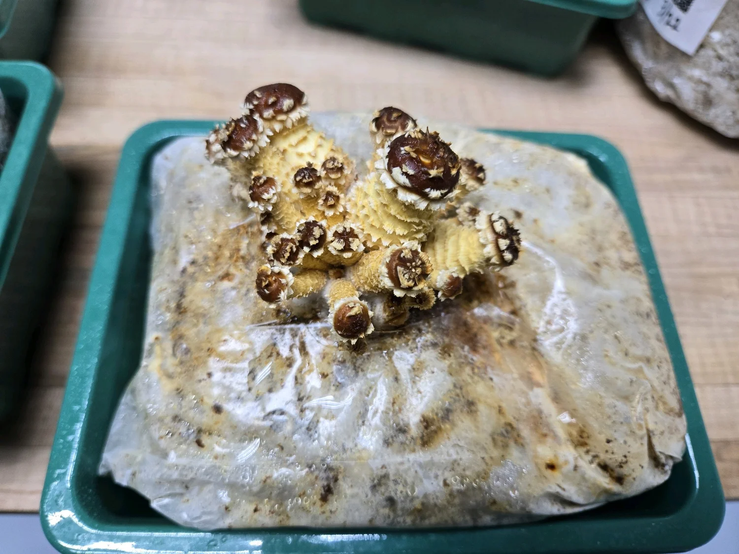 A large block of mycelium and mushroom growth in a green plastic container, surrounded by clear plastic wrap, on a wooden surface.