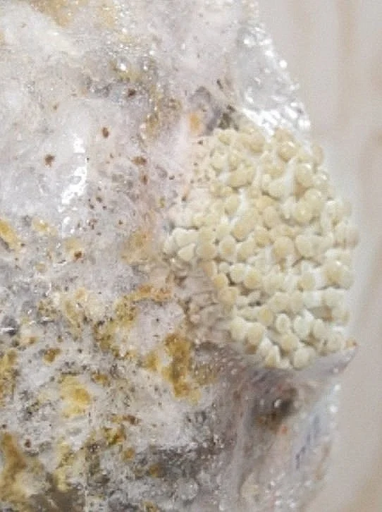 Close-up of a plastic bag with small white popcorn pieces inside.