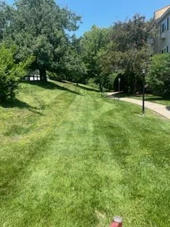 A well-maintained grassy lawn in Manchester  NH with trees and shrubs in the background, along with a sidewalk and a lamp post, on a sunny day.