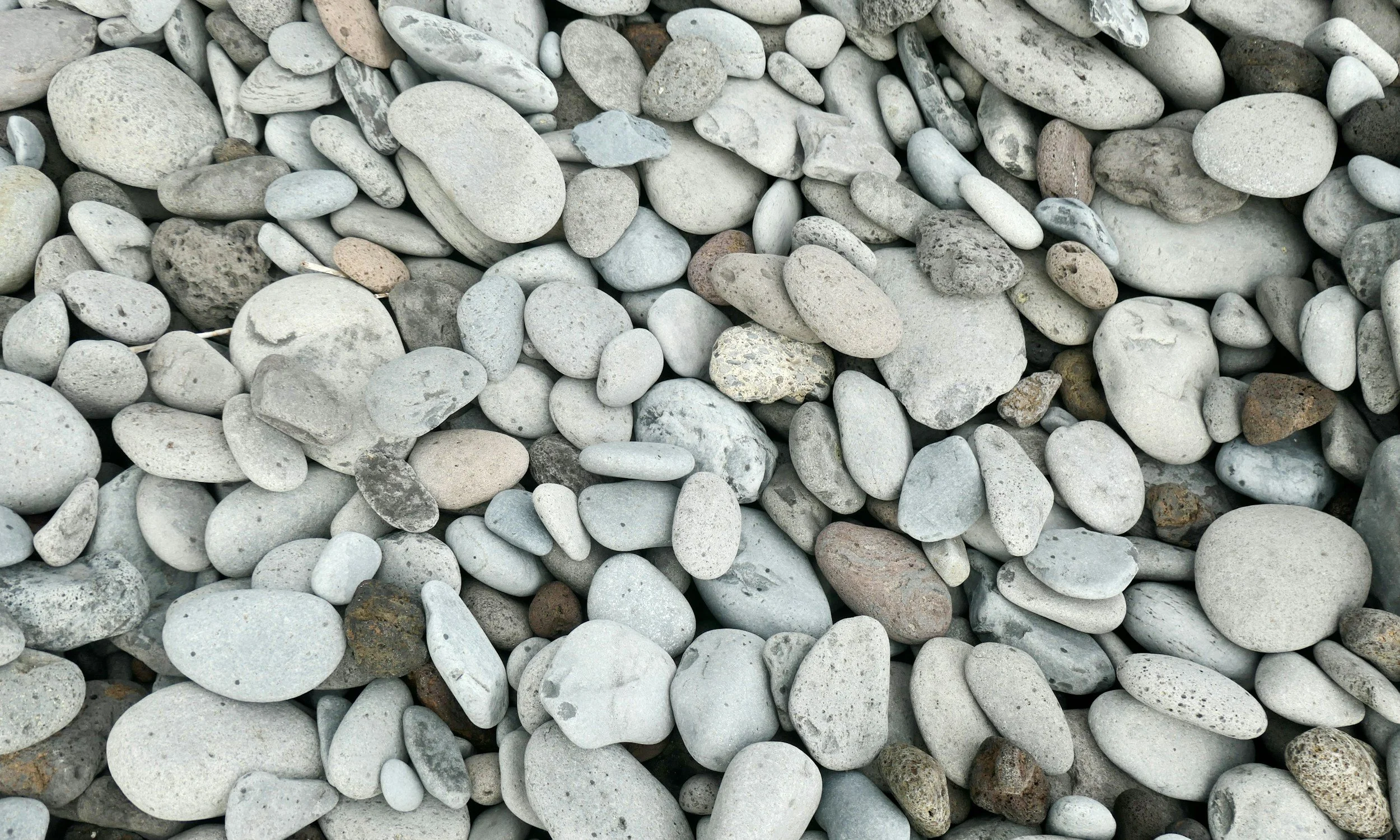 A close-up view of numerous small, smooth, oval-shaped stones with shades of gray, white, and some brown, scattered closely together.