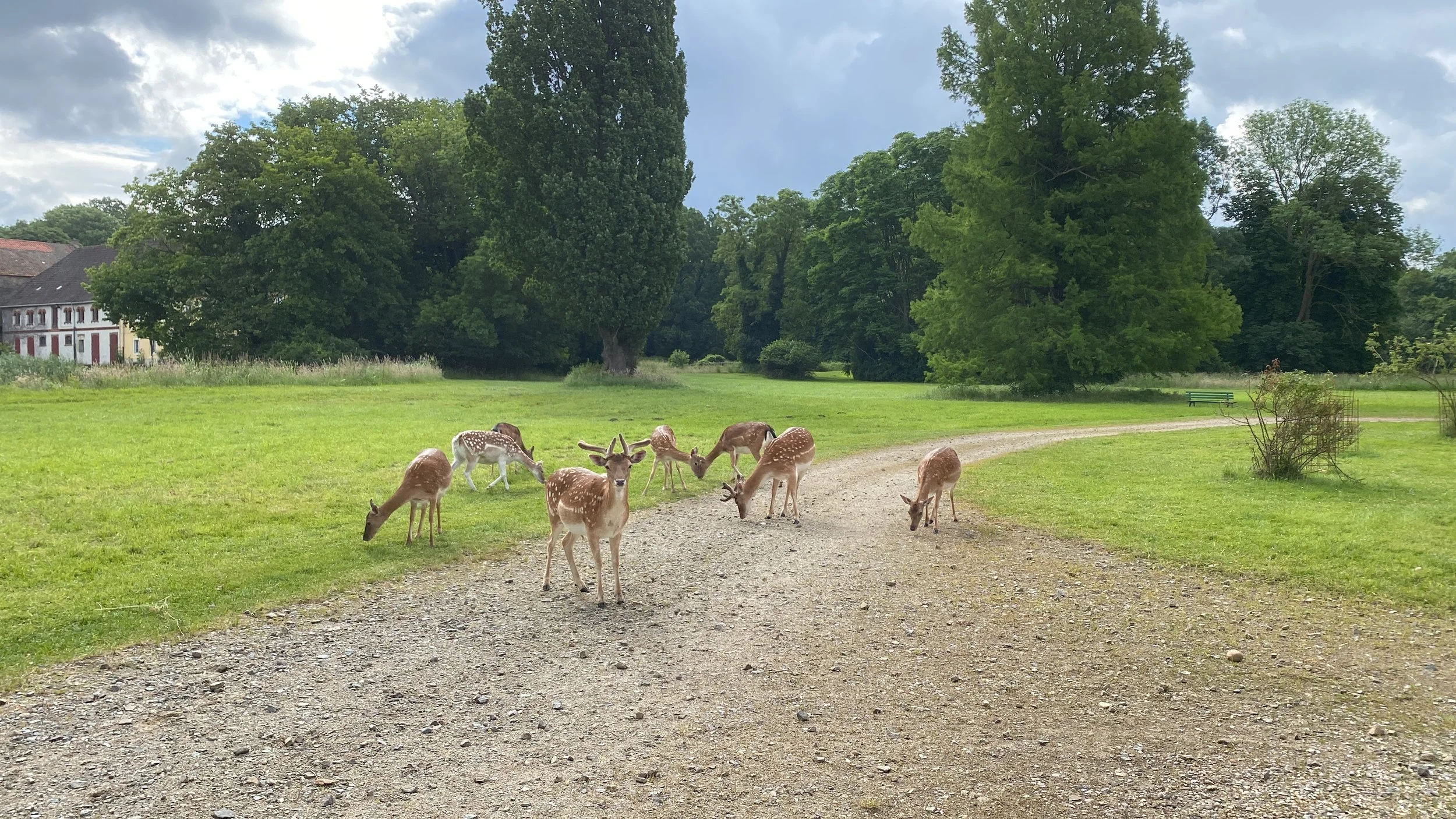11. Hirsch mit Rudel.JPG