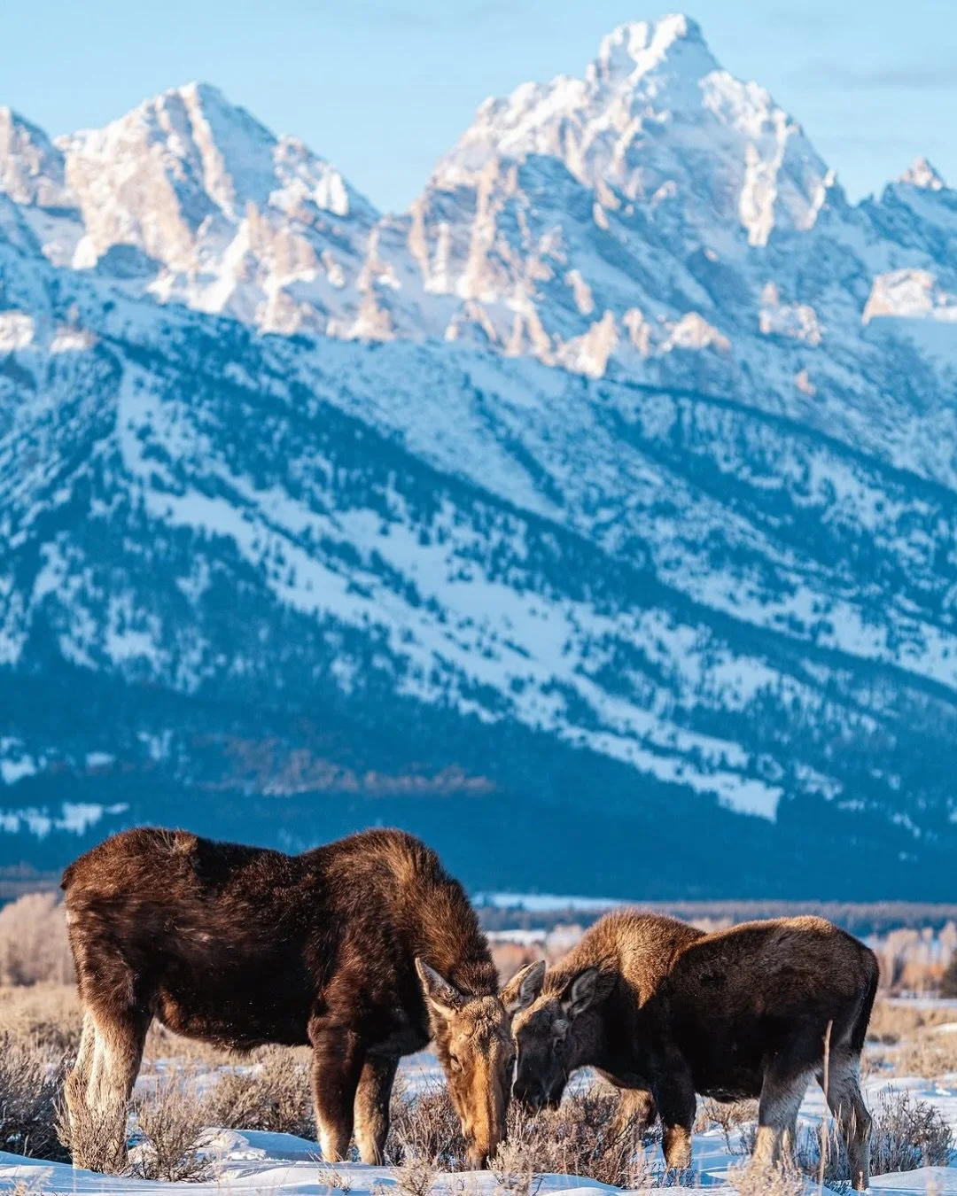 Winter in Jackson Hole is calling. Opening in early 2026, @hobackclub.jacksonhole introduces a private members retreat in the Tetons, where mountain days, world-class dining, restorative wellness, and apr&egrave;s ski moments set the tone for a new l