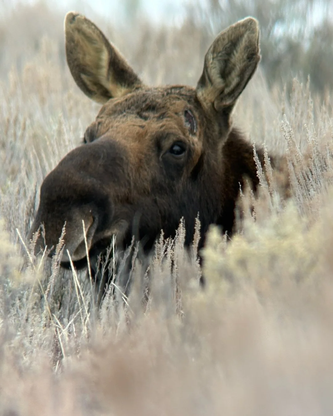 MCPR takes Jackson Hole. ❄️🏔️⁠
⁠
Our team headed west for a winter escape at the newly opened private residences &amp; members&rsquo; club, @hobackclub.jacksonhole, set against the dramatic backdrop of the Tetons, for an alpine experience that balan