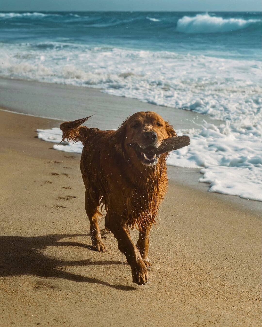 This #NationalLoveYourPetDay, we&rsquo;re rounding up the best pet-friendly destinations where your pup can snooze, sunbathe, and beg for snacks in style&mdash;because being adorable is a full-time job, and they&rsquo;ve earned a vacation too!⁠
⁠
Sta