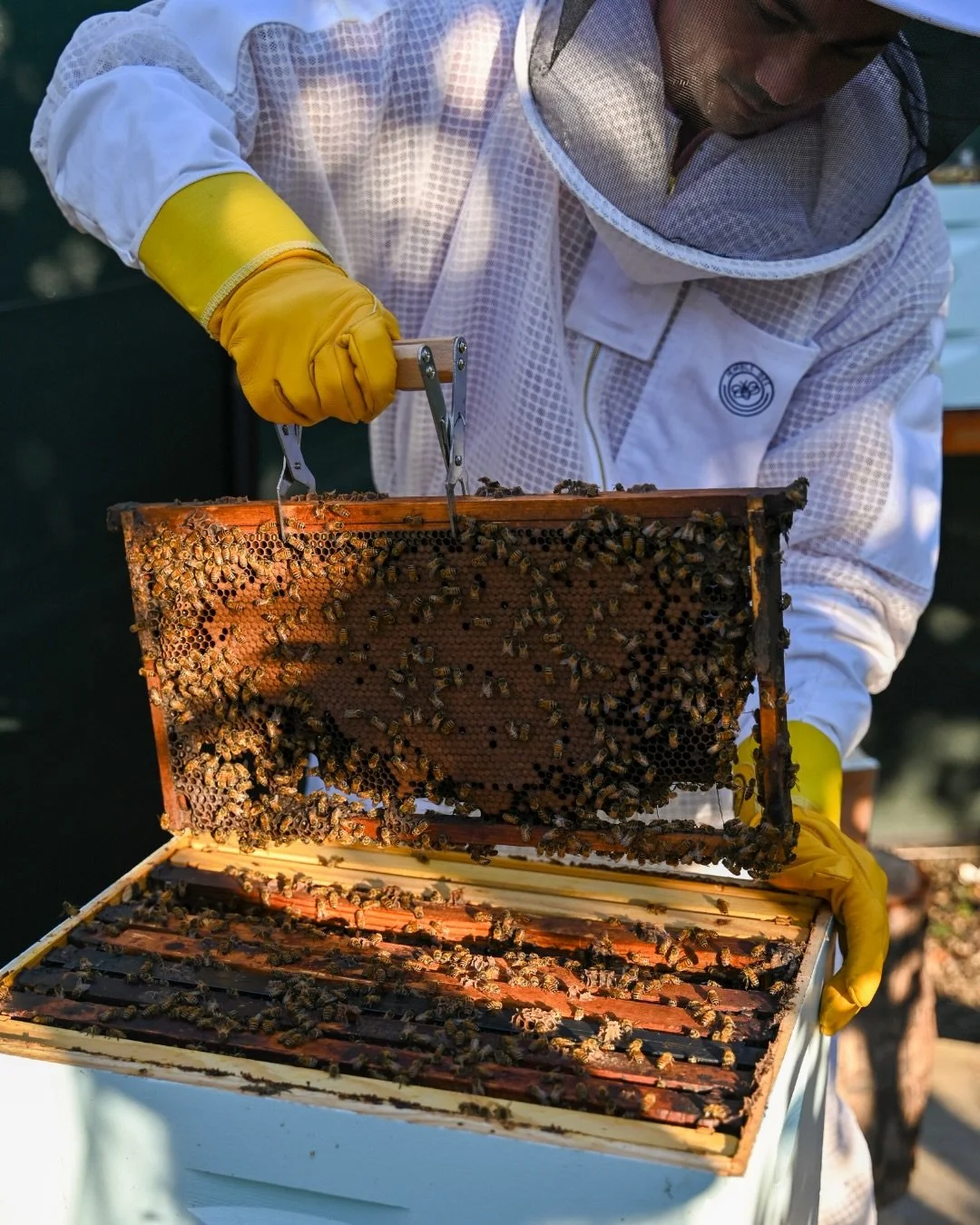 At @fsmaui, guests are invited beyond the beach and into the working beehives with the weekly Bee Wonders Tour, a complimentary and immersive experience that brings&nbsp;sustainability, education, and a distinctly local taste of place together.

@pro