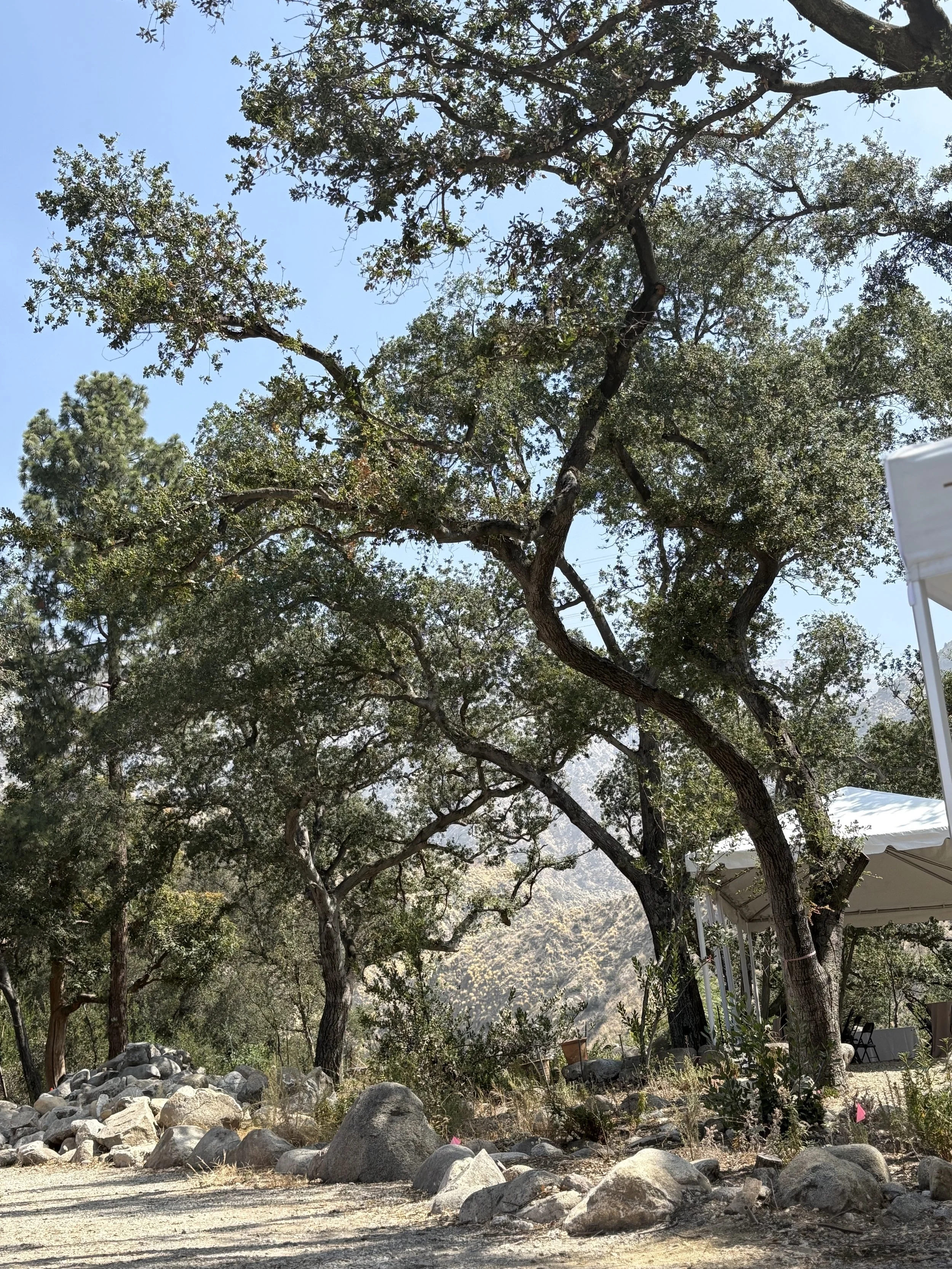 This is a picture of the trees at Huuunga.