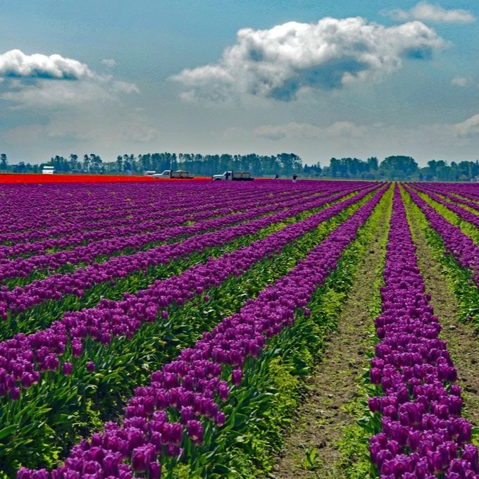 tulip+field+2023-XL.jpg