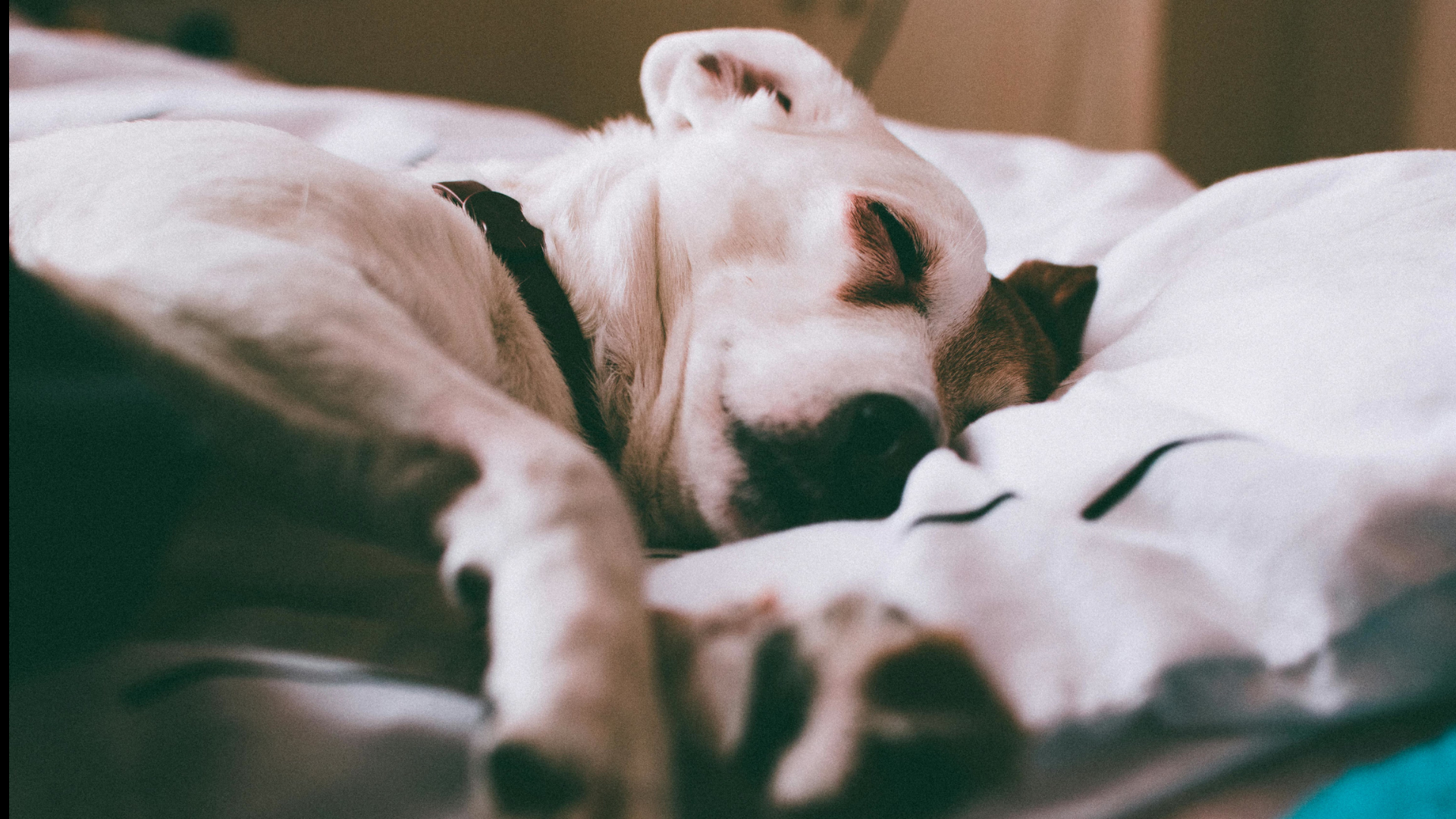 Why your dog needs a rest day after day care!