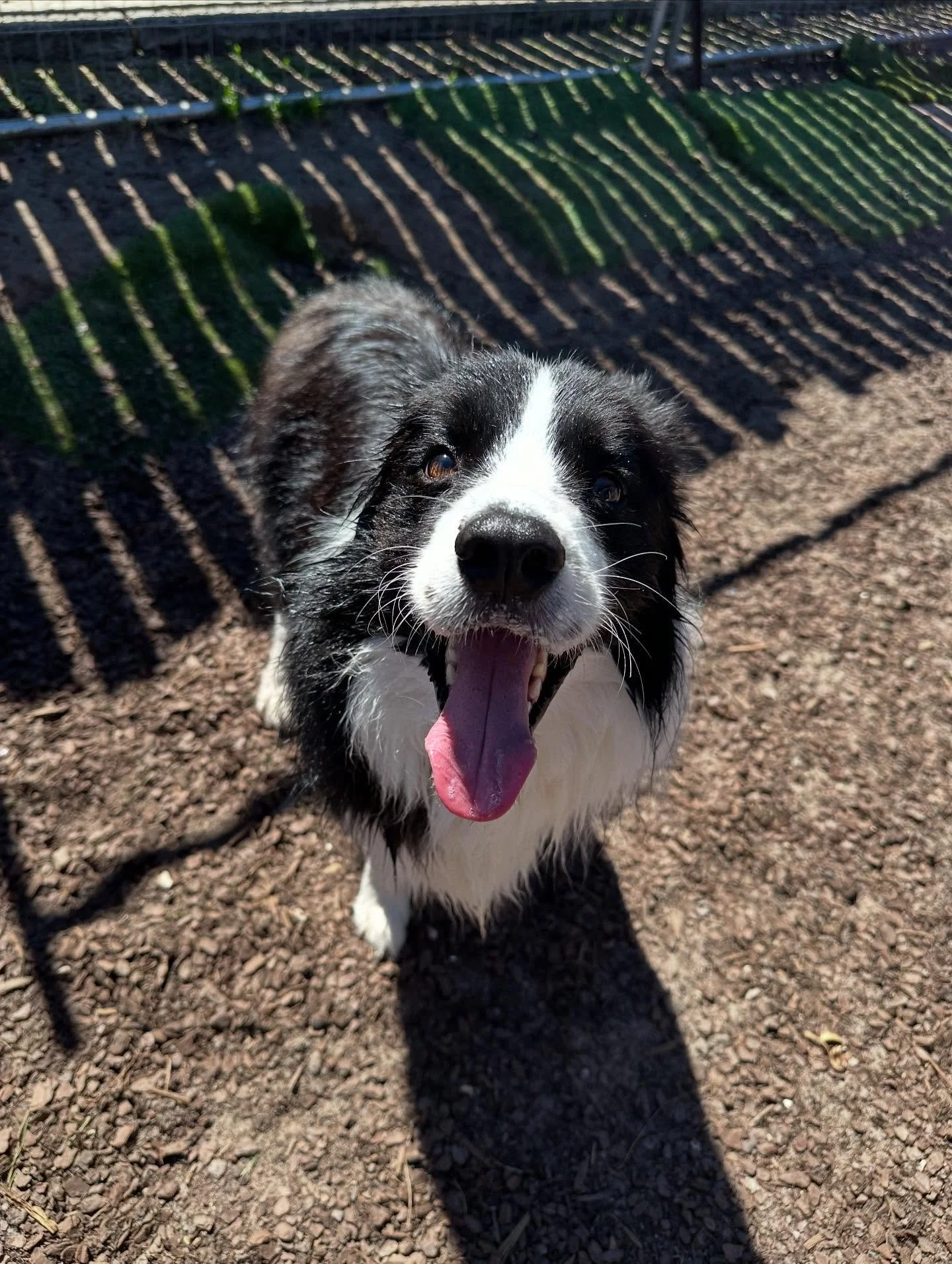 We welcome Ray on his first day @waggywarehousefun #dog #doggydaycare #dogs #fun #friends #welcome
