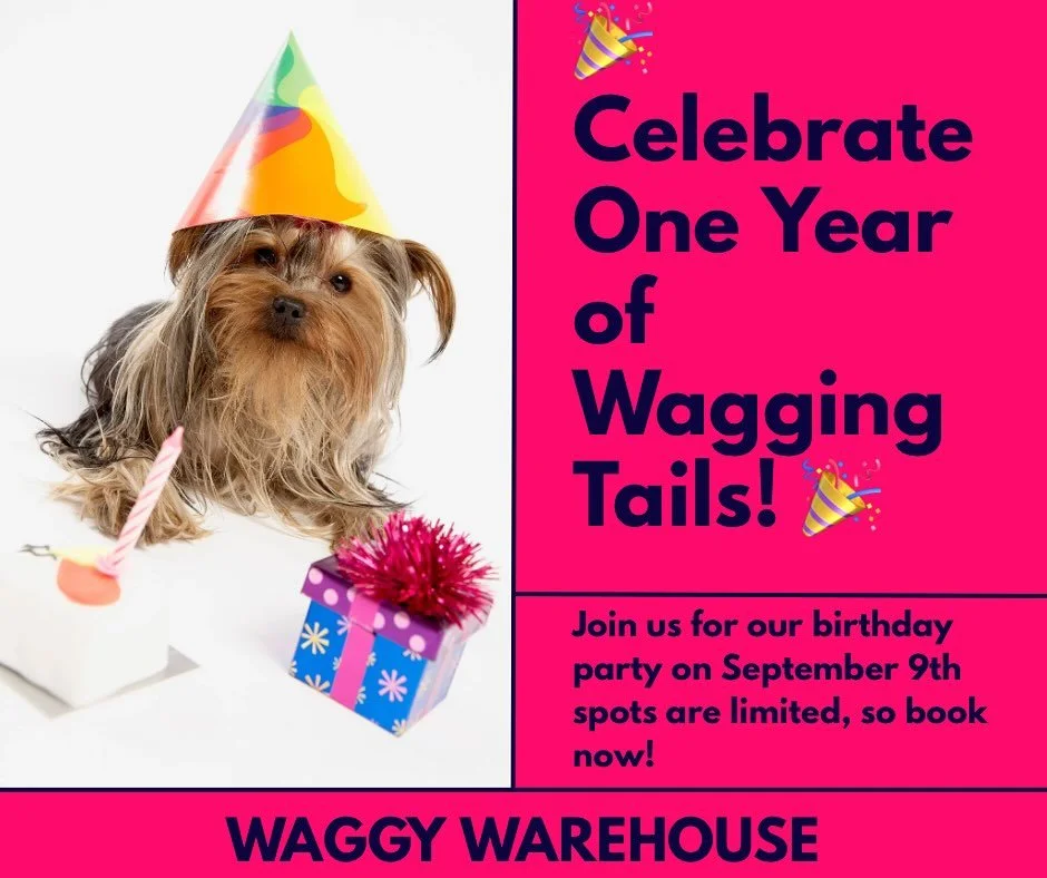 It’s getting closer.
Make sure your session is book so not to miss out on all the party fun @waggywarehousefun 
9th September 7am -6pm #party #firstbirthday #celebrate #letsparty #dog #doggydaycare #fun #cake #balloons #games