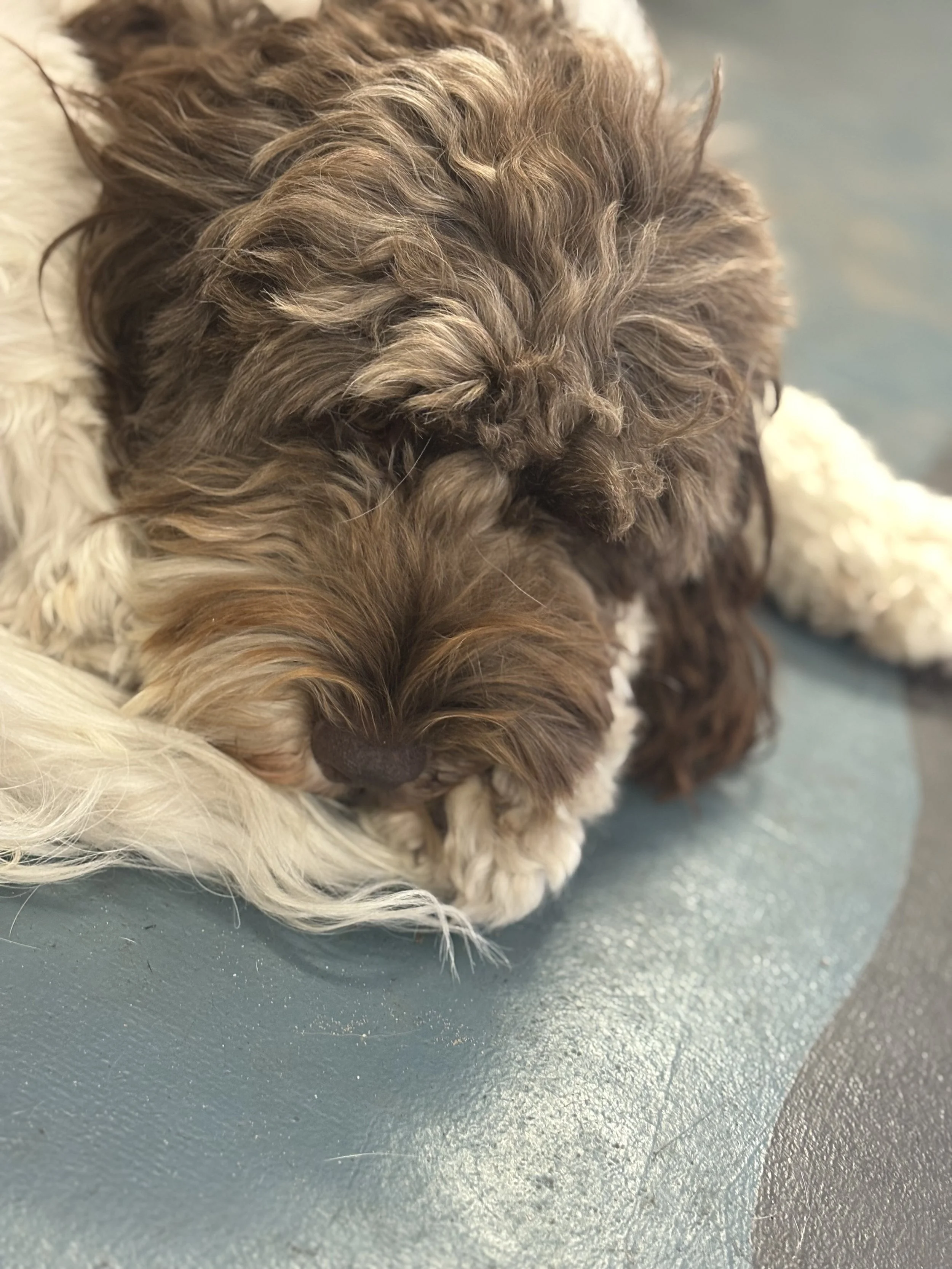 Rescue Pup snoozing at Waggy Warehouse Bella