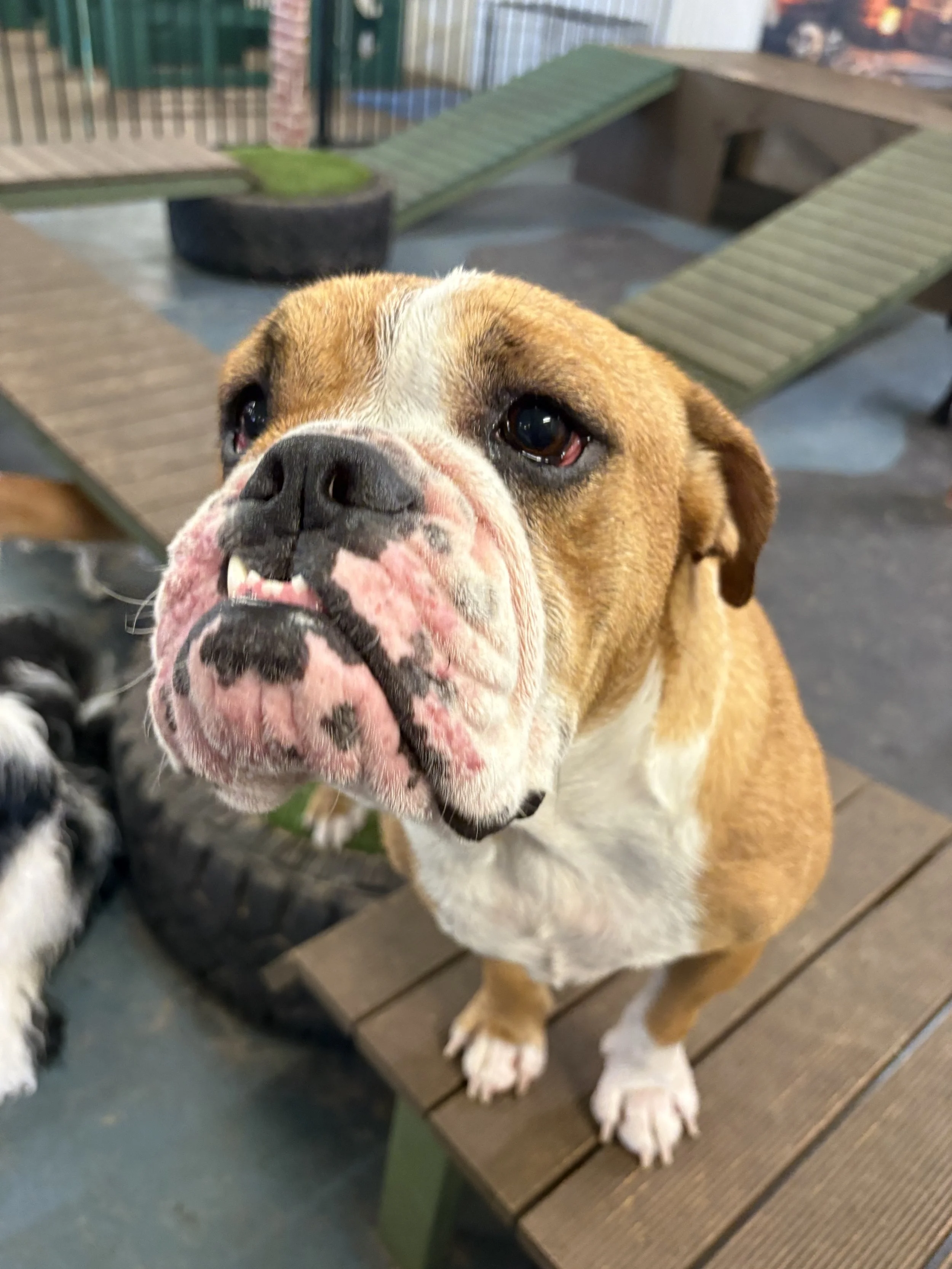 Rescue Pup at Waggy Warehouse Bella