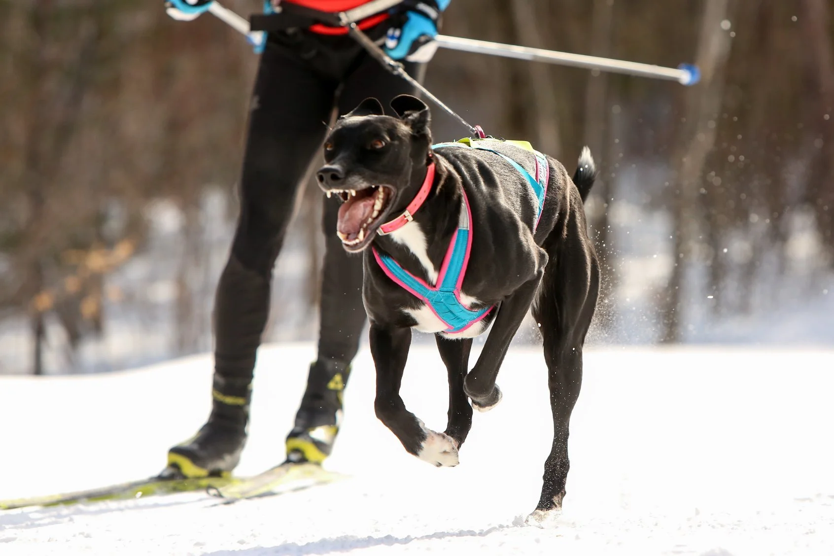 Formation de ski de fond dans la région de Québec