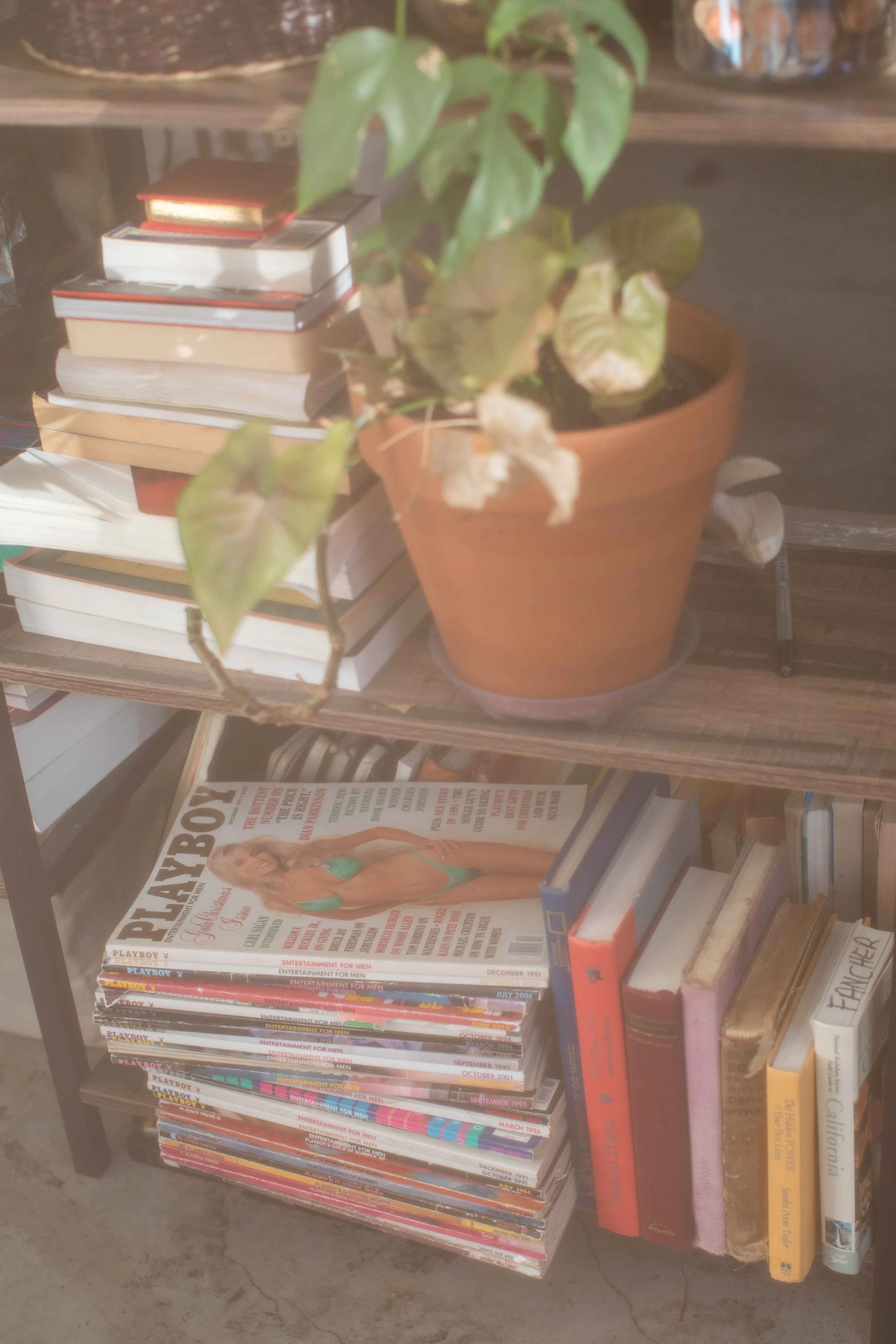 Stack of books and magazines under a potted plant in a cozy home