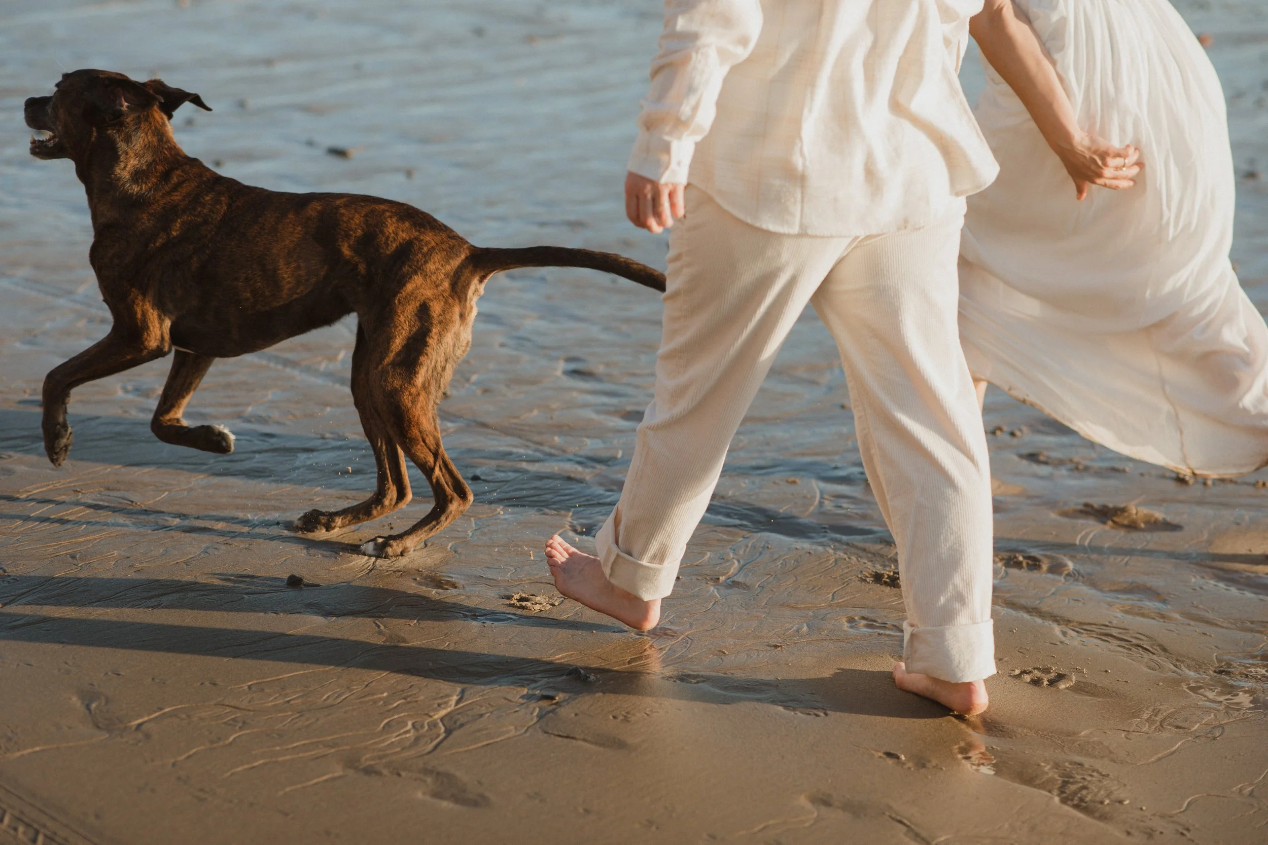 Dog running along the shoreline beside a couple on the beach