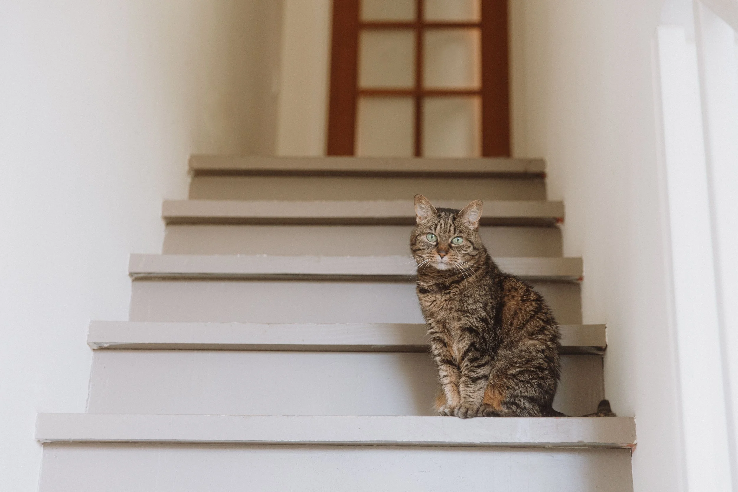 Tabby cat sitting on a wooden staircase