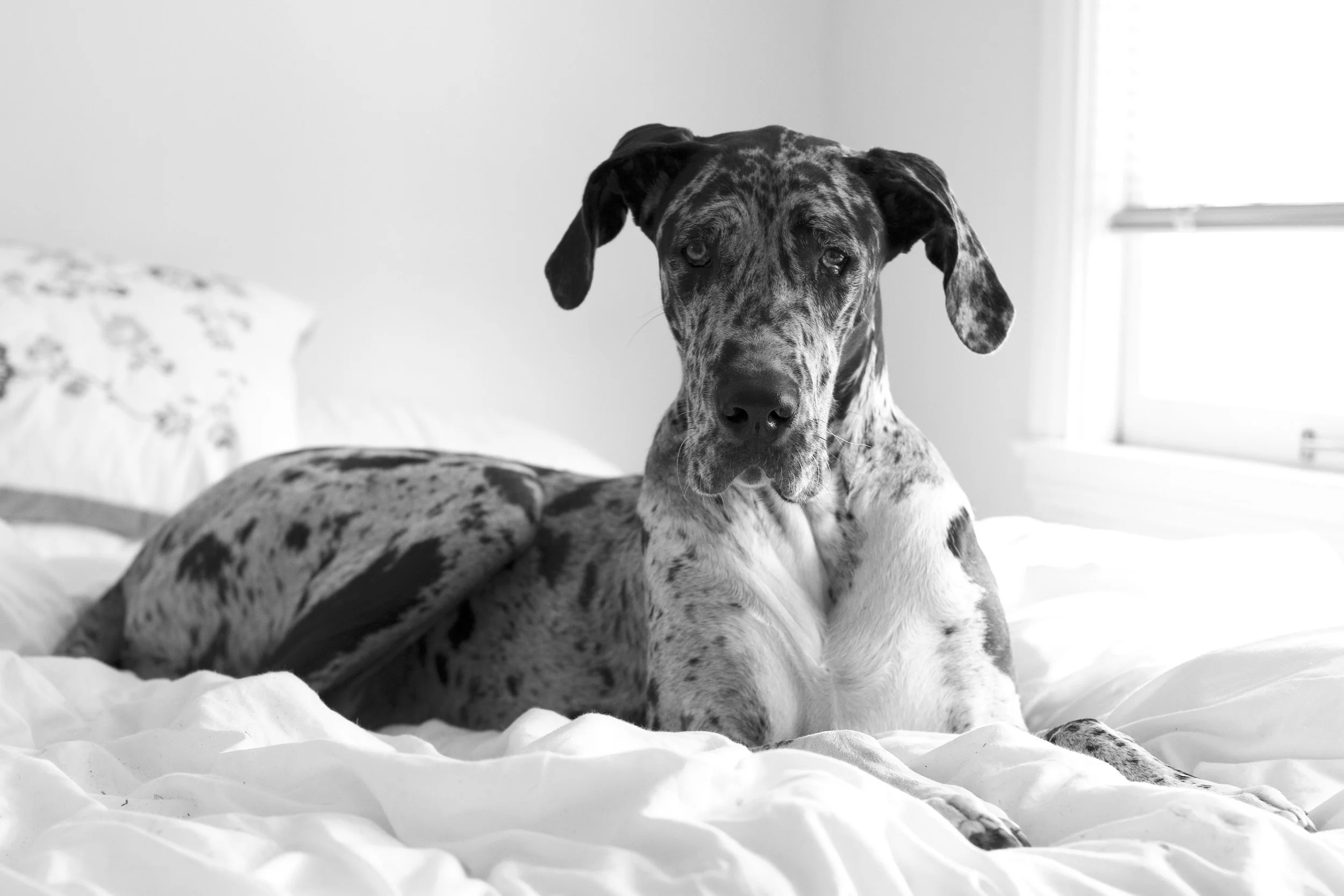 Great Dane lounging on a white bed in a bright bedroom