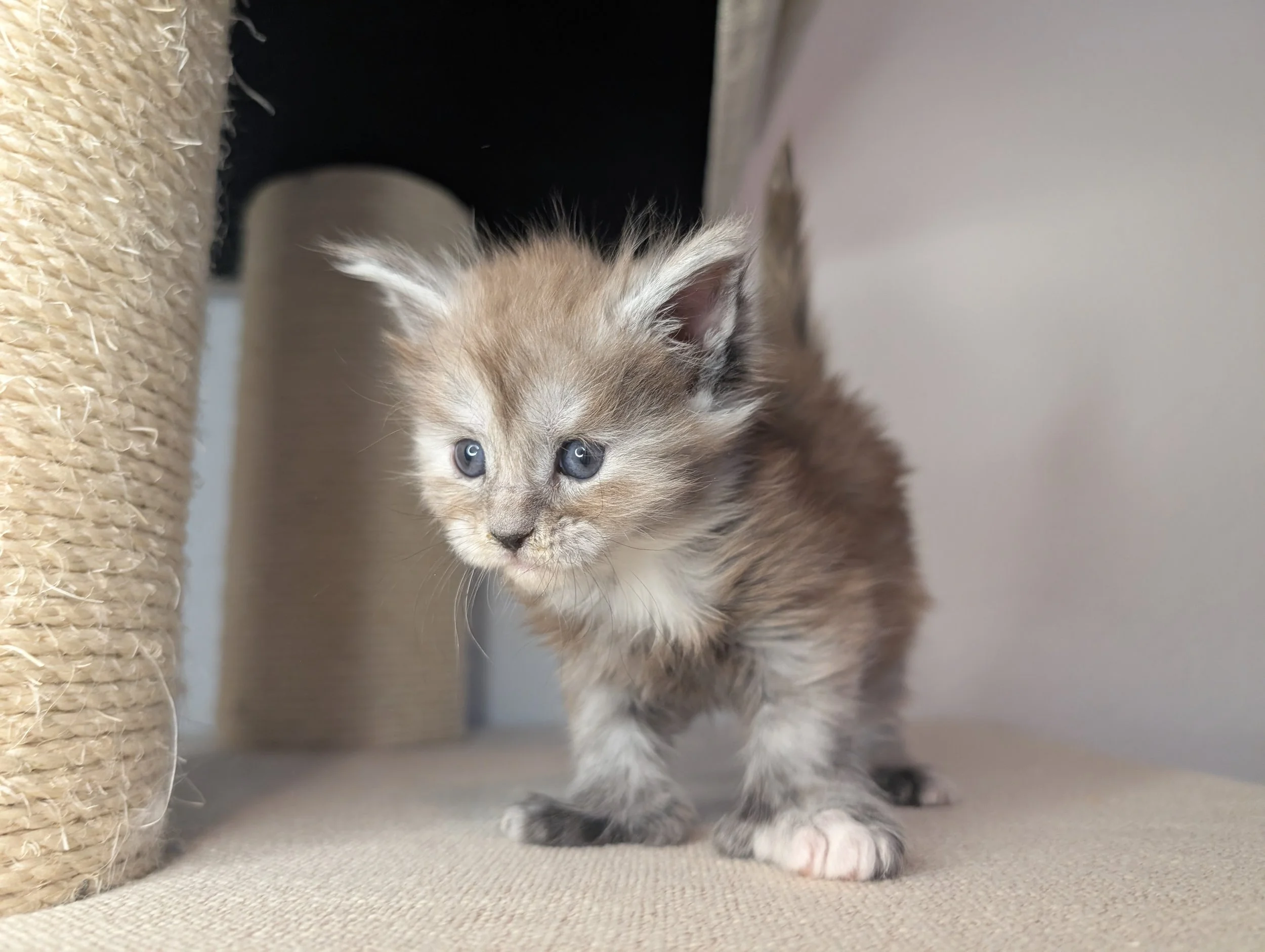 Ryobi - Brown silver torbie, poly (available)
