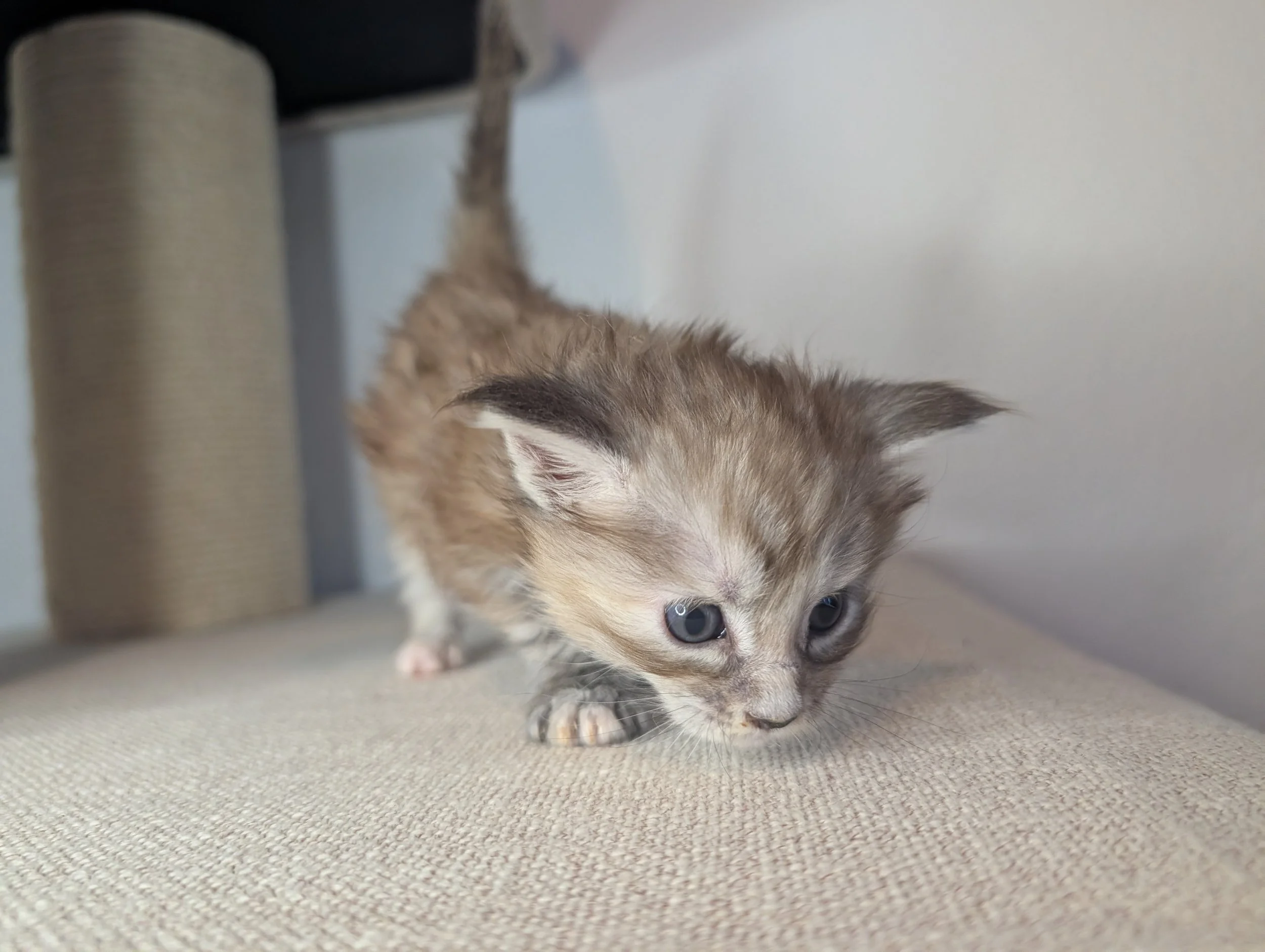 Hilti - Brown silver torbie, normal pawed (available)
